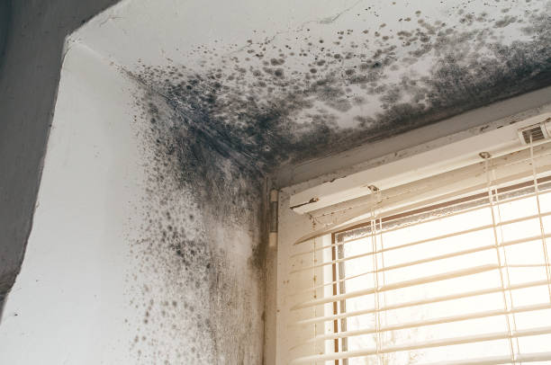 Affordable Basement Mold Removal solutions in Barrington, NJ